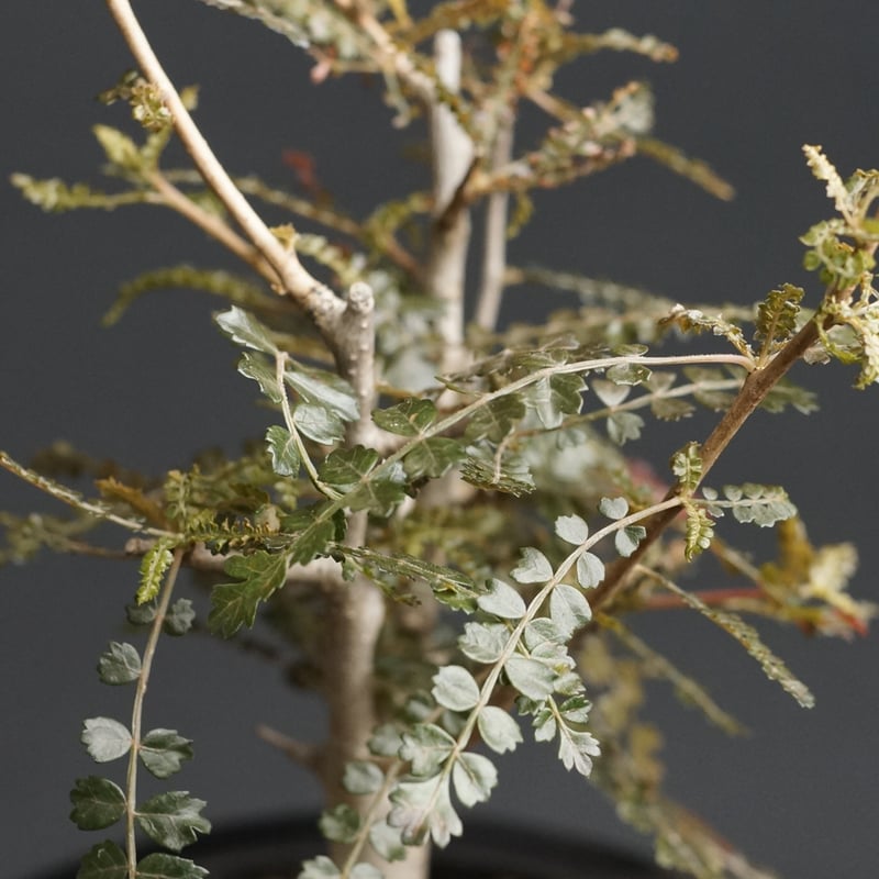 Boswellia hyb socotrana × nana
