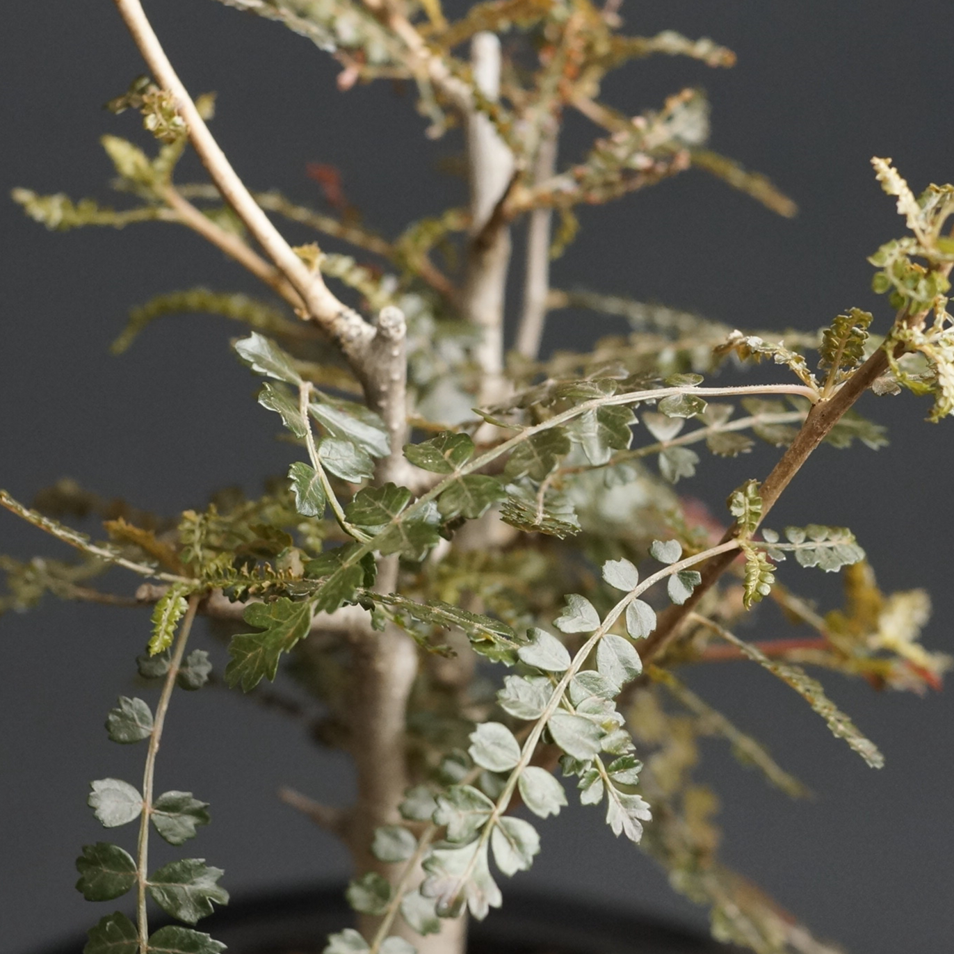 Boswellia hyb socotrana × nana