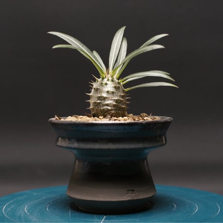 パキポディウムグラキリス | STORES