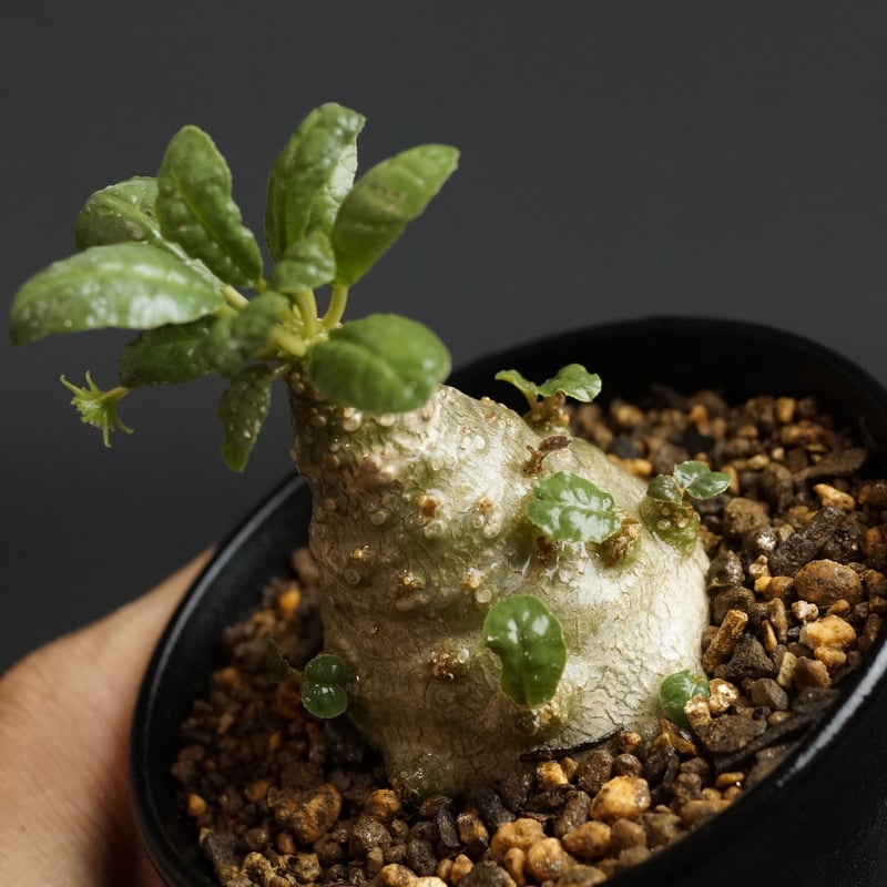 ドルステニア フォエチダ 大株 多頭株