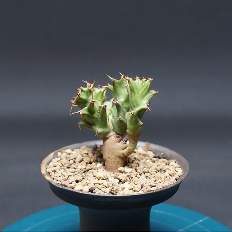 ユーフォルビア　トルチラマ 園芸ネット本店｜ユーフォルビア：トルチラマ 5号鉢植え 23-02 の通販