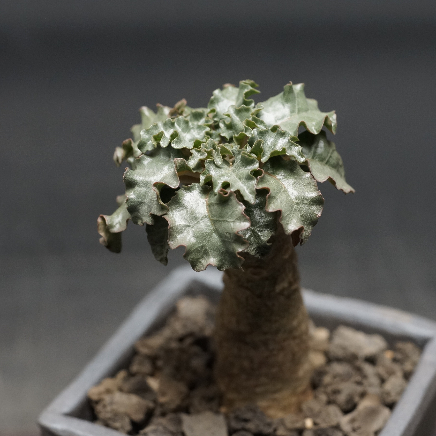 Dorstenia gypsophila×horwoodii