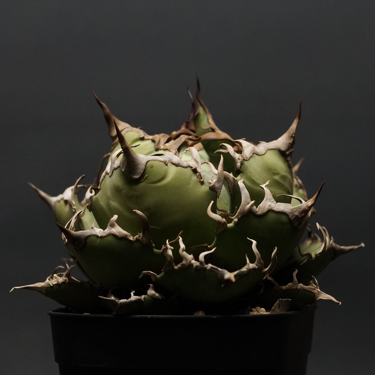 Agave titanota