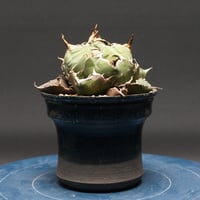アガベ チタノタ【白鯨】 "Agave titanota" 管理2631