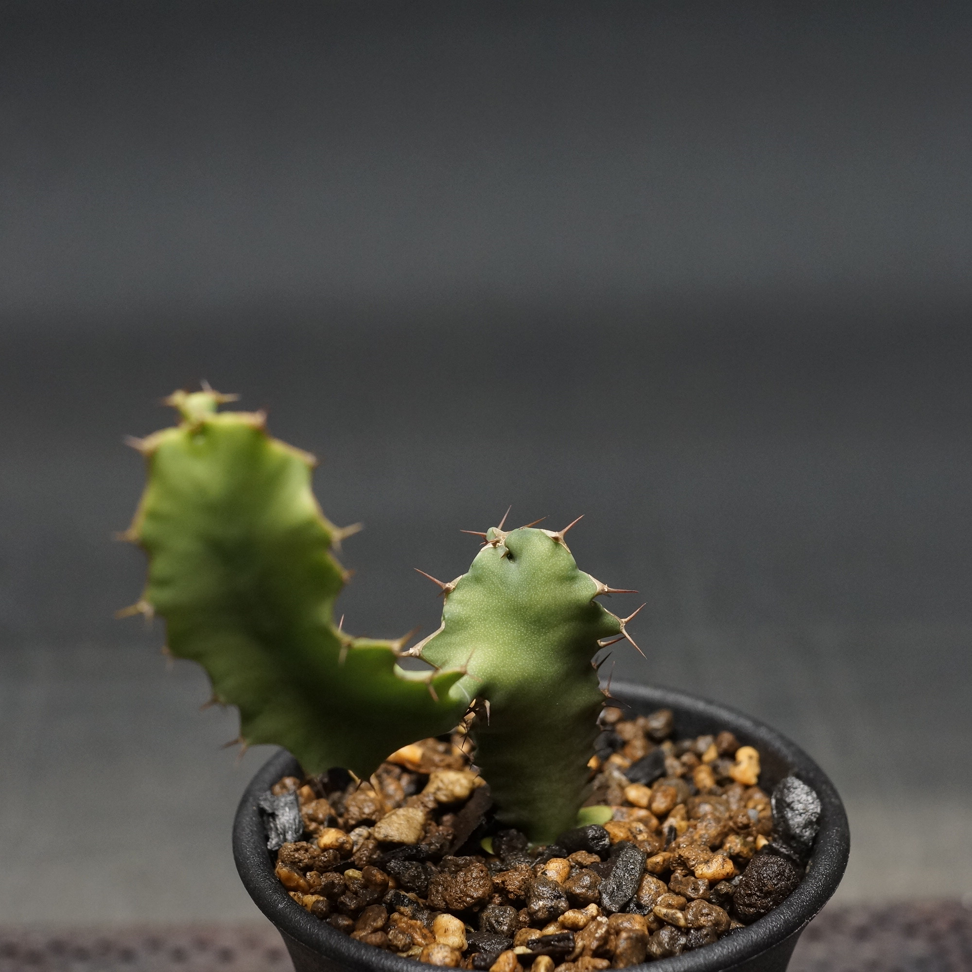 Euphorbia graniticola