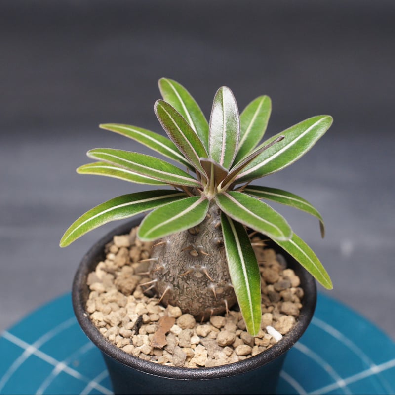 パキポディウム グラキリス 