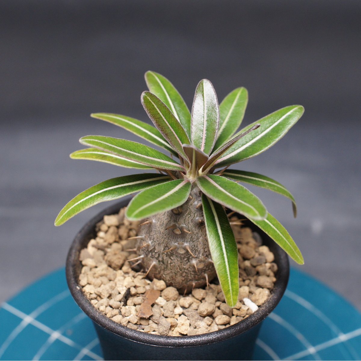 パキポディウム グラキリス 