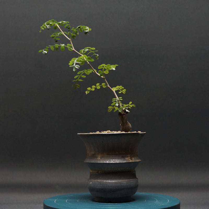 Operculicarya hirsutissima