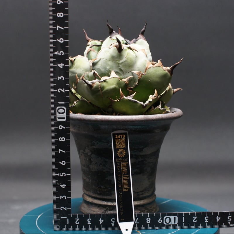 アガベ チタノタ【ブラック＆ブルー】 