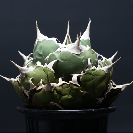 アガベ白鯨 | STORES