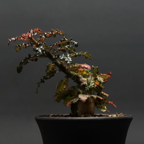 ボスウェリアナナ | STORES