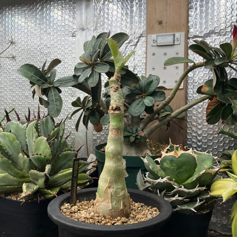 Cyphostemma juttae