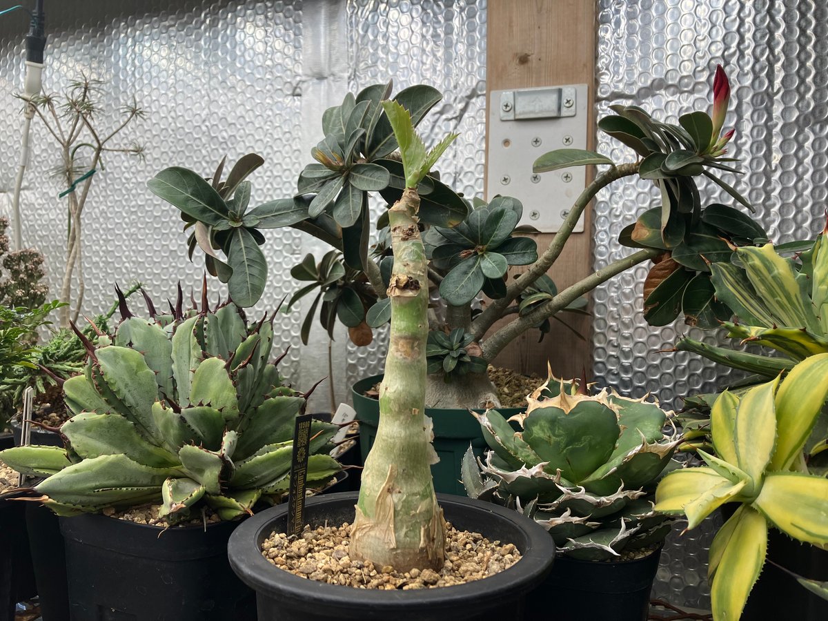 Cyphostemma juttae