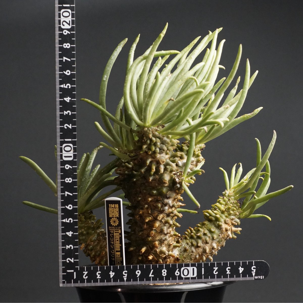 チレコドン※ワリチー fit=scale-down,w=1200