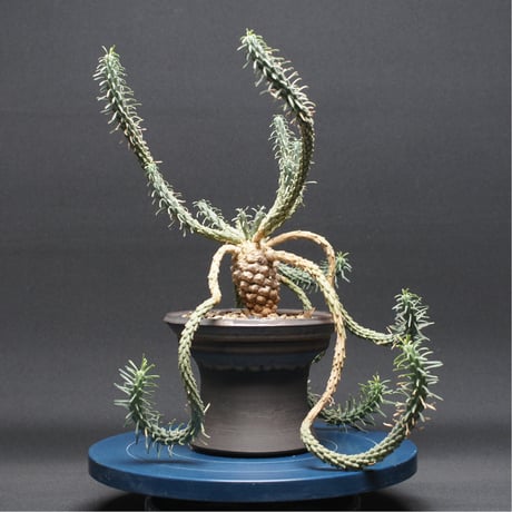 ユーフォルビア | STORES