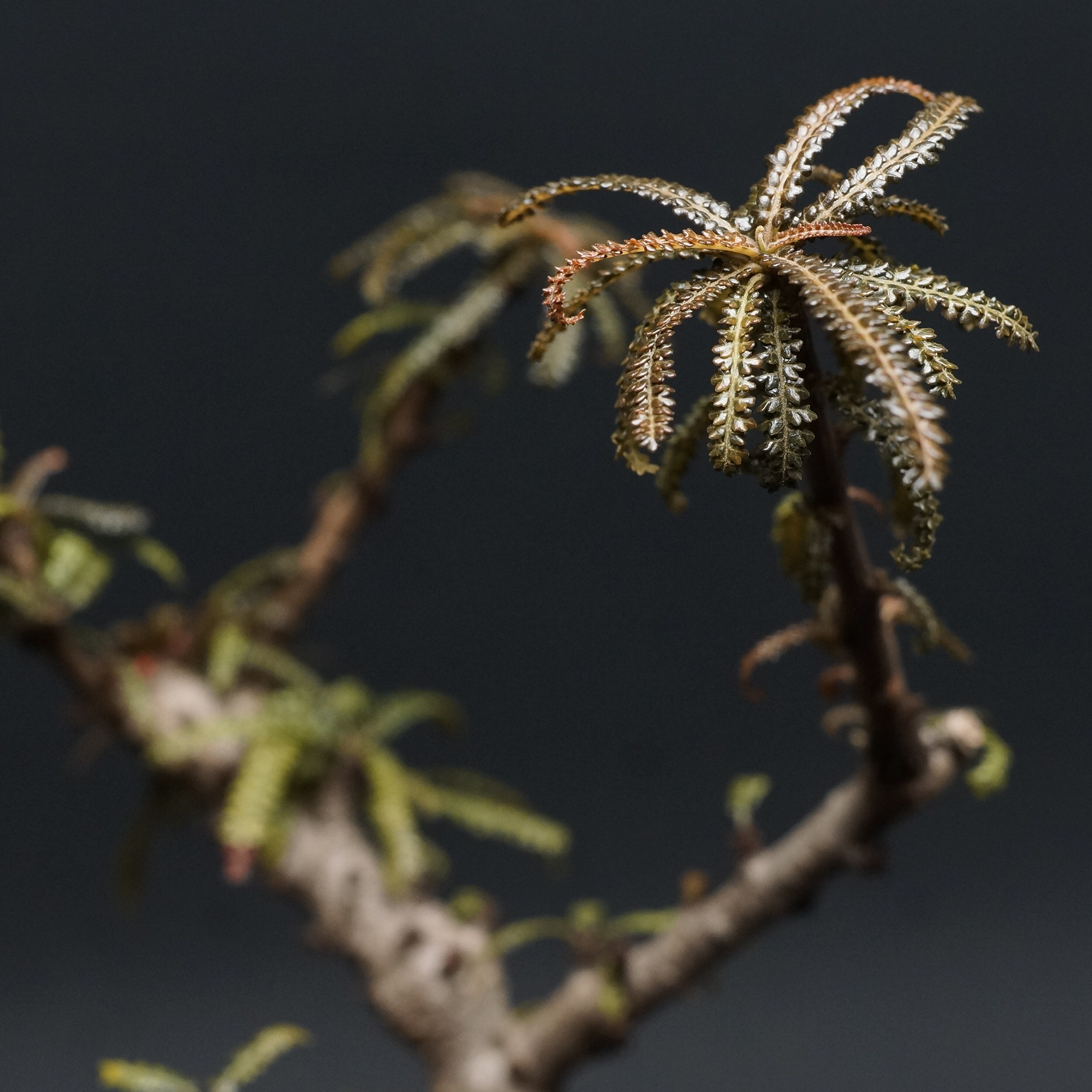 Boswellia socotrana