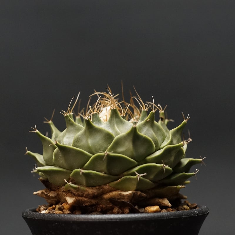 Obregonia denegrii