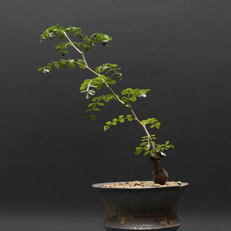 Operculicarya hirsutissima