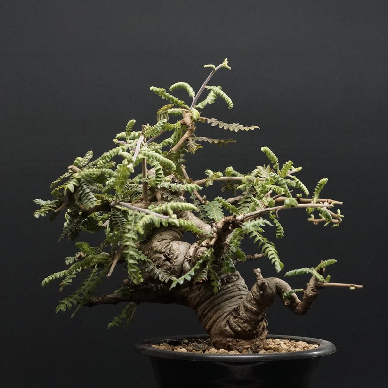 発根済み　ボスウェリアネグレクタ michi | ✴︎ Black Boswellia エチオピア産 黒肌ネグレクタ