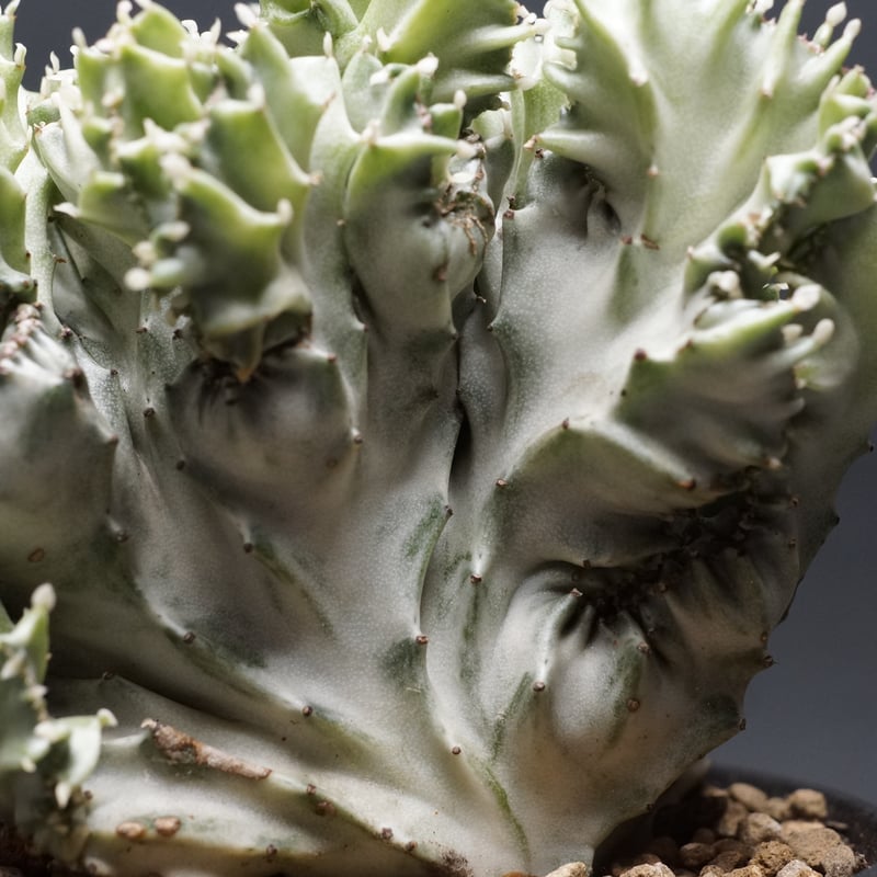 特大　Euphorbia lactea 綴化　斑入り　鉢のまま発送　コーデックス 特大 Euphorbia lactea 綴化 斑入り 鉢のまま発送 コーデックス