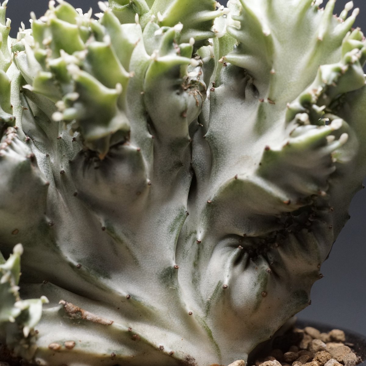 Euphorbia lactea