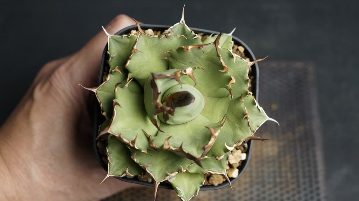 Agave titanota