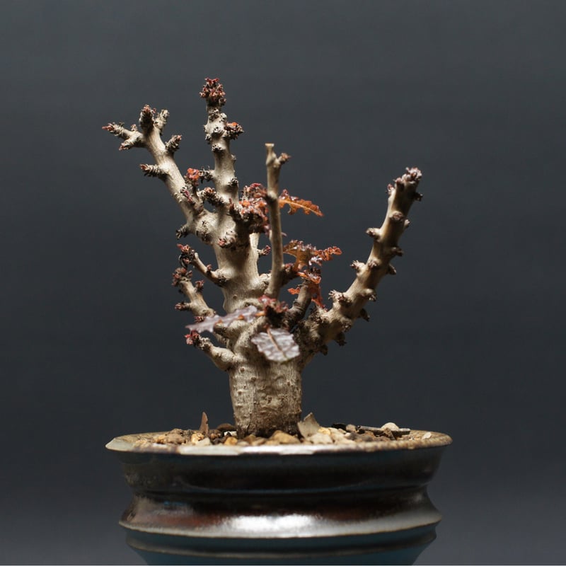 ボスウェリア ナナ 