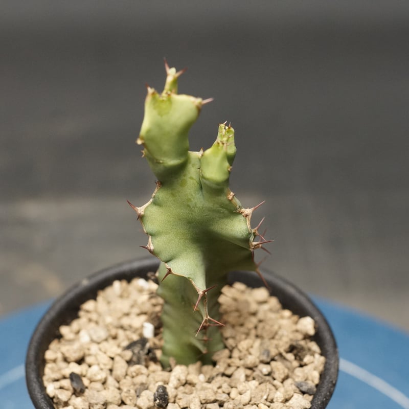 Euphorbia graniticola