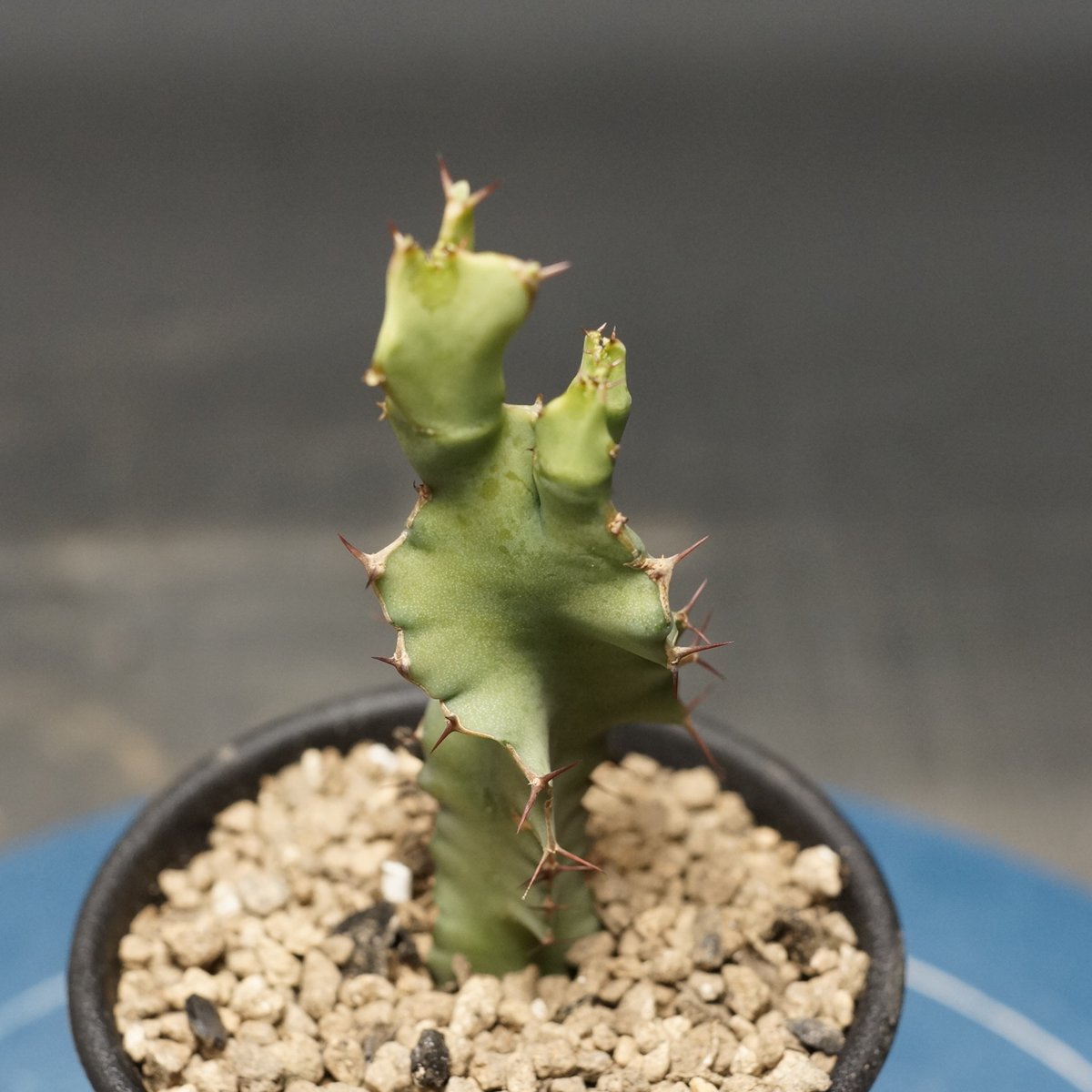 Euphorbia graniticola