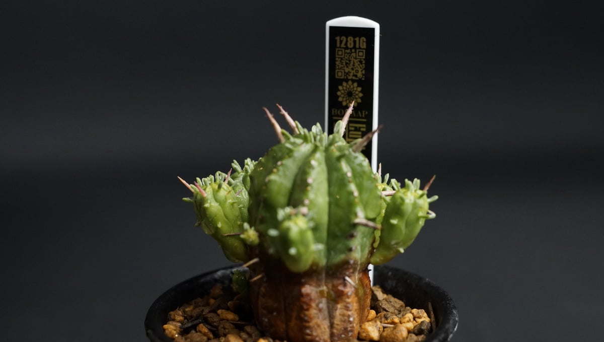 Euphorbia sp