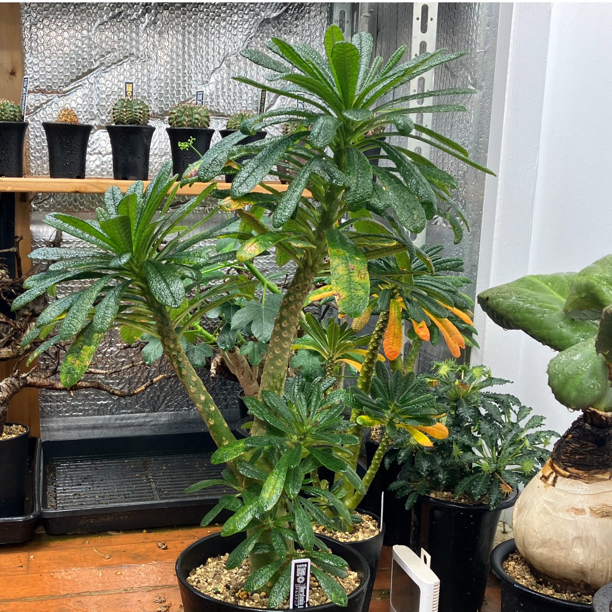 レア株】ドルステニア ギガス【Dorstenia gigas hulk clone