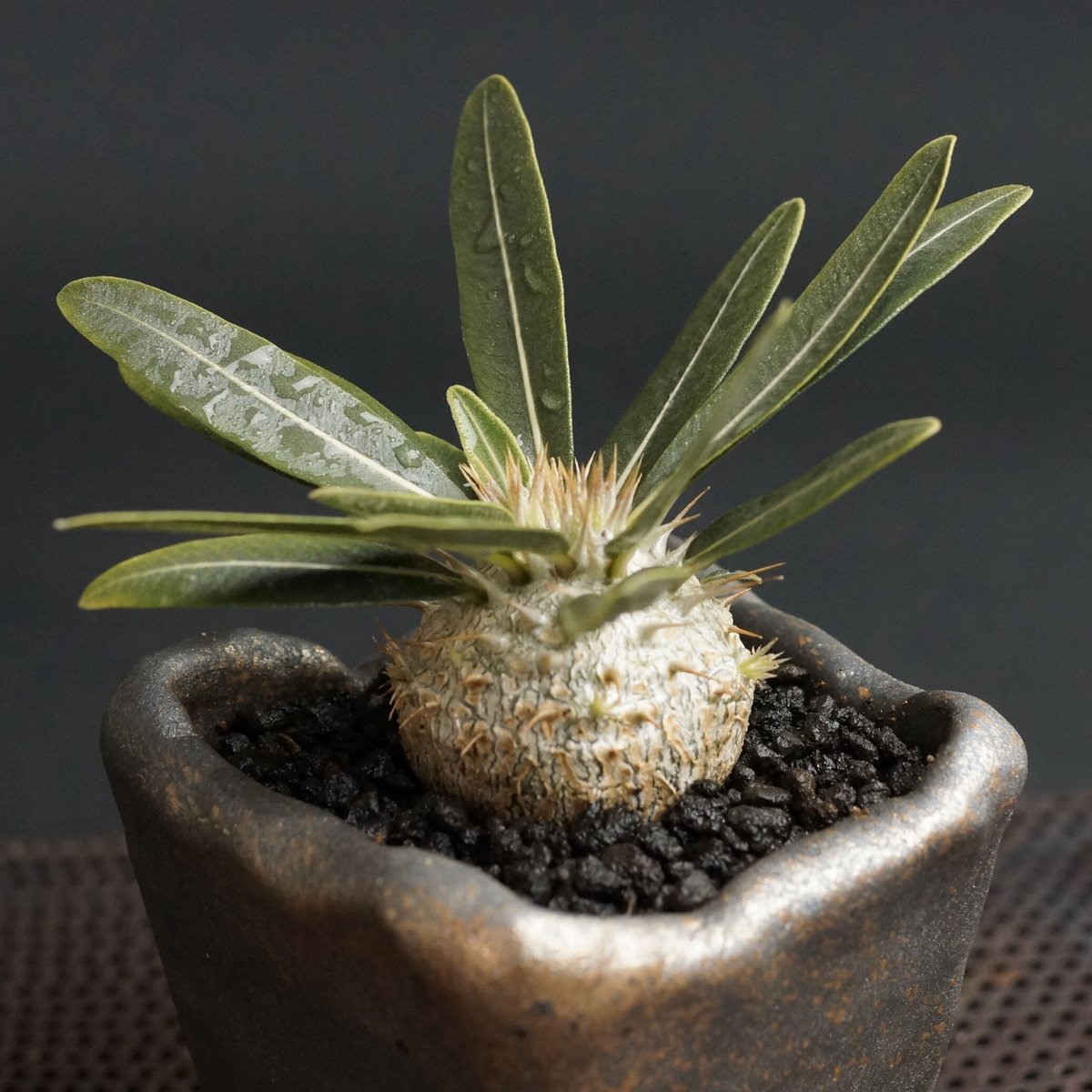 Pachypodium Densicaule