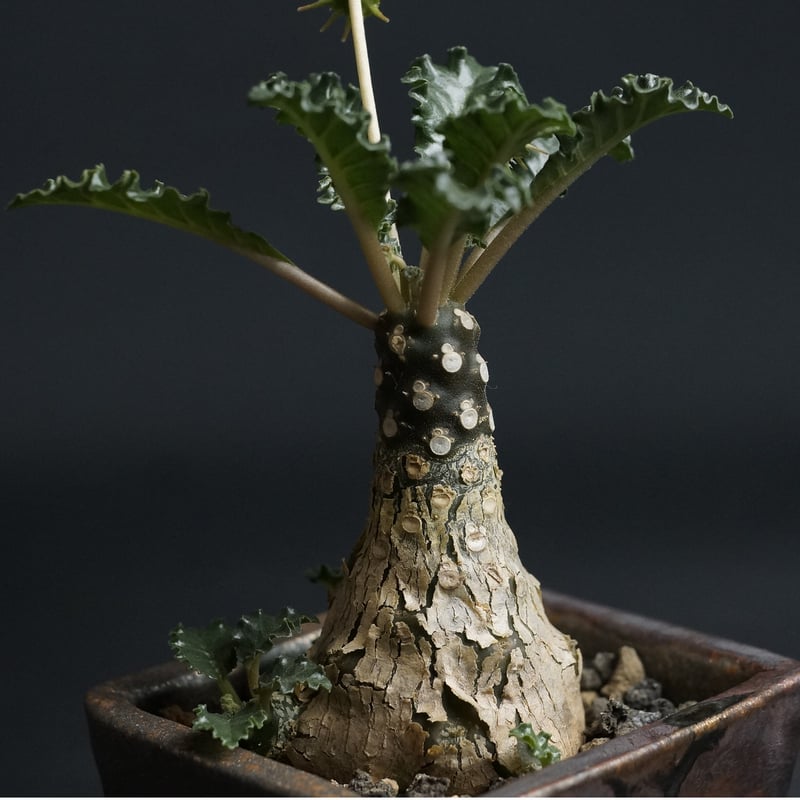 Dorstenia lavrani hyb