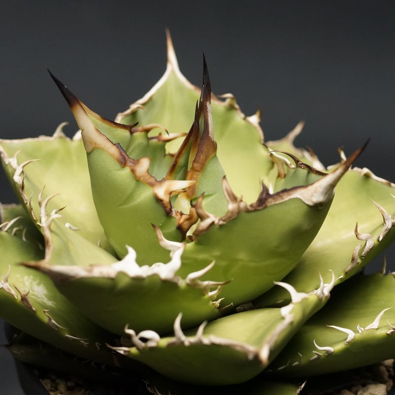 Agave titanota