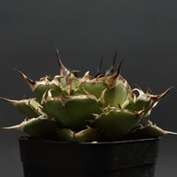 Agave Ripple Effect