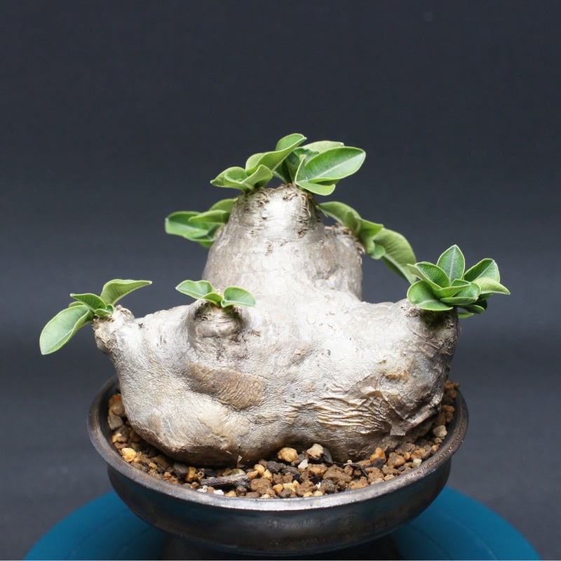 恵比寿笑ブレビカウレ NO2 Pachypodium brevicaule Pachypodium brevicaule パキポディウム ブレビカウレ 恵比寿笑い n