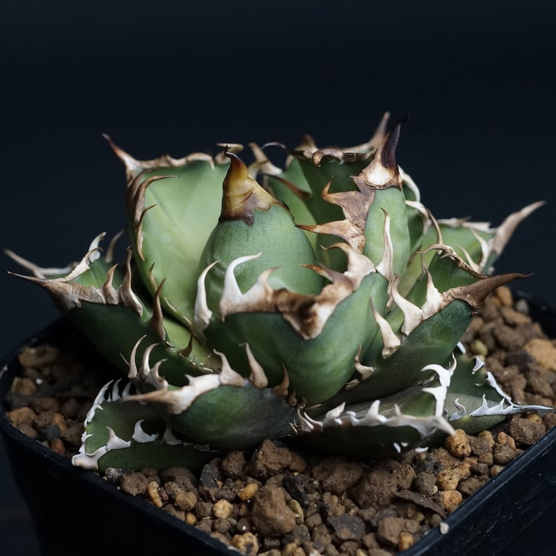 Agave titanota 'Red Catweezle'