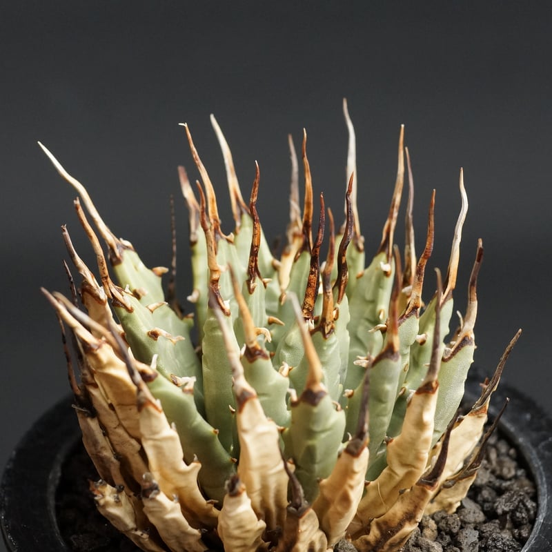 Agave utahensis var. eborispina
