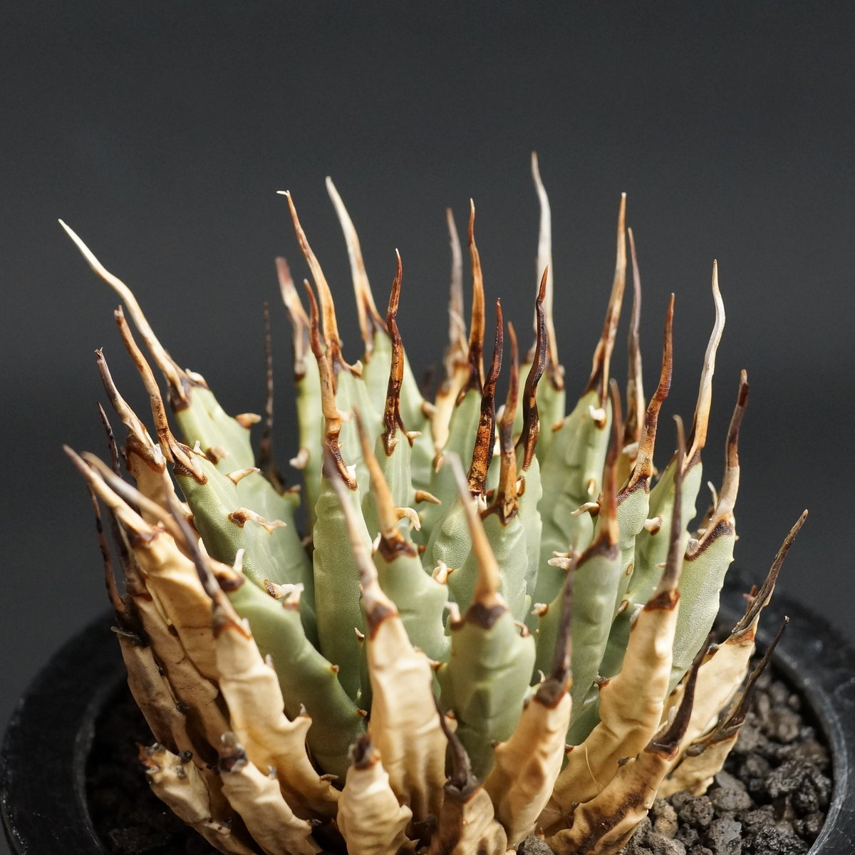 Agave utahensis var. eborispina