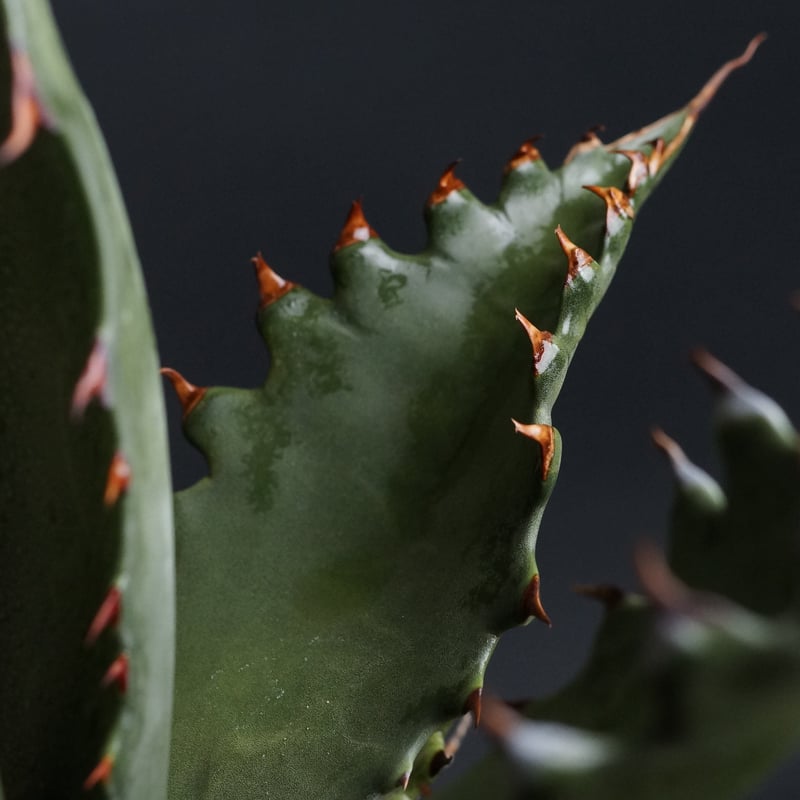 Agave gentryi 'Jaws'