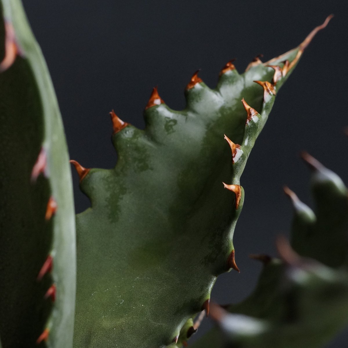 Agave gentryi 'Jaws' Agave gentryi 'Jaws'