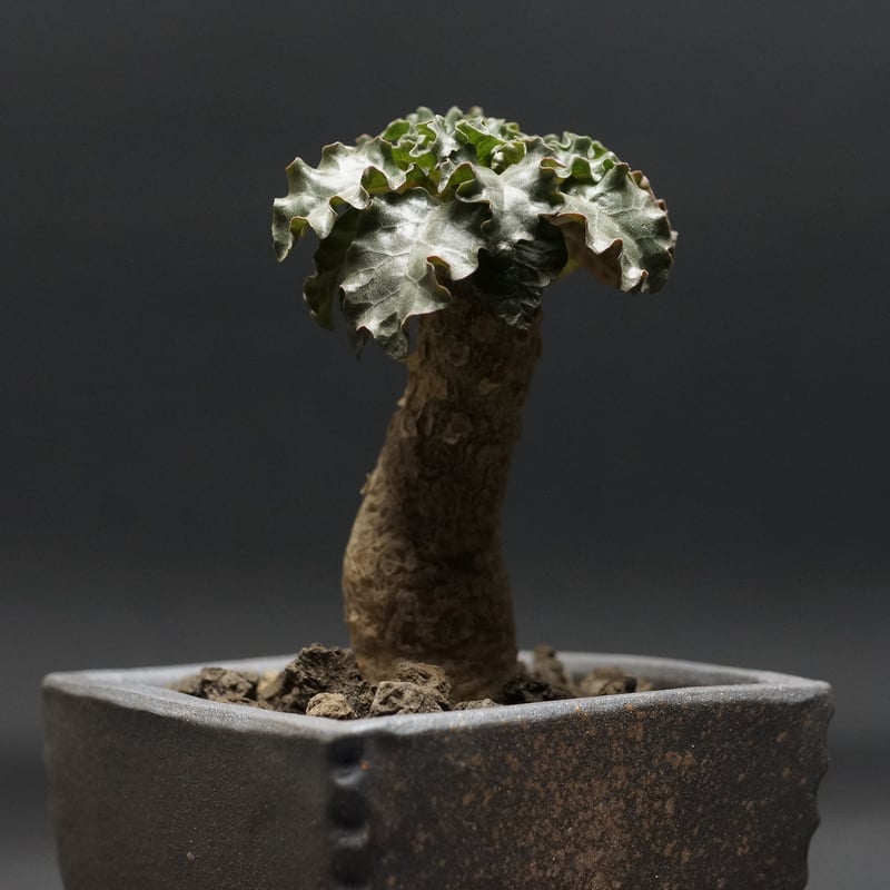 レア ！ドルステニア ジプソフィラ 現地球 Dorstenia gypsophila×horwoodii
