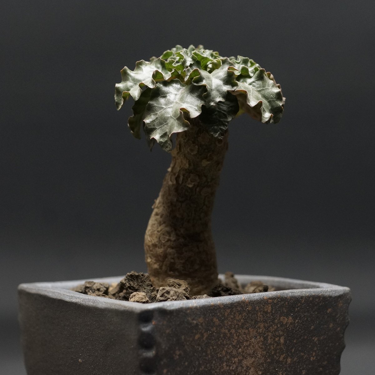 Dorstenia gypsophila×horwoodii