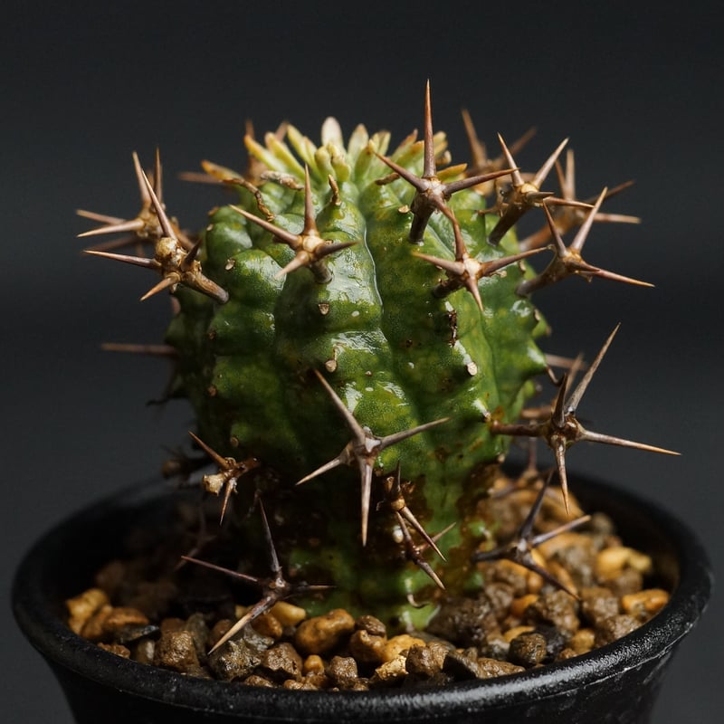 Euphorbia stellispina