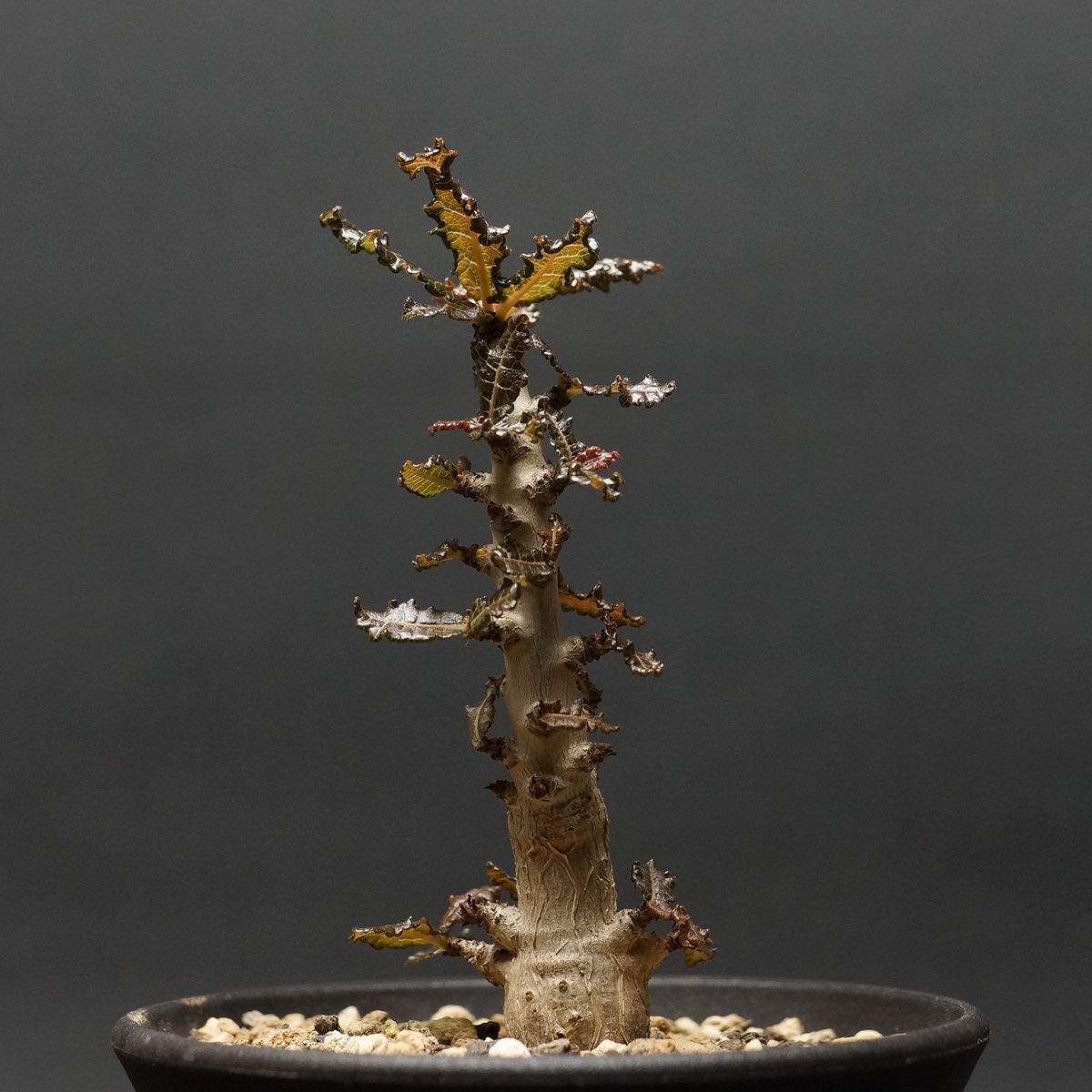 ボスウェリア　ポポビアナ NO.1希少サボテン「実生」Boswellia popoviana ボスウェリア