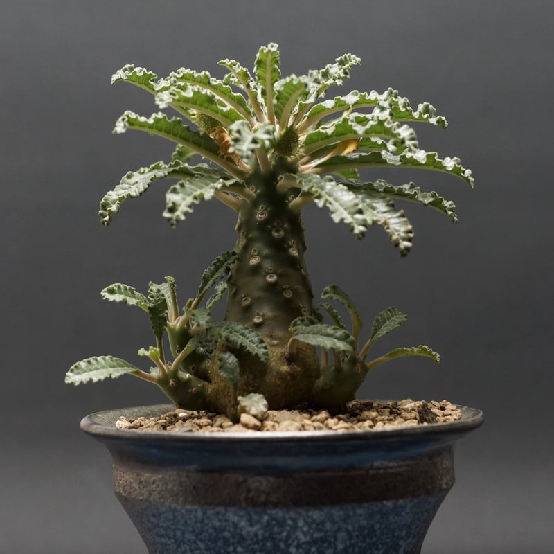Dorstenia lavrani