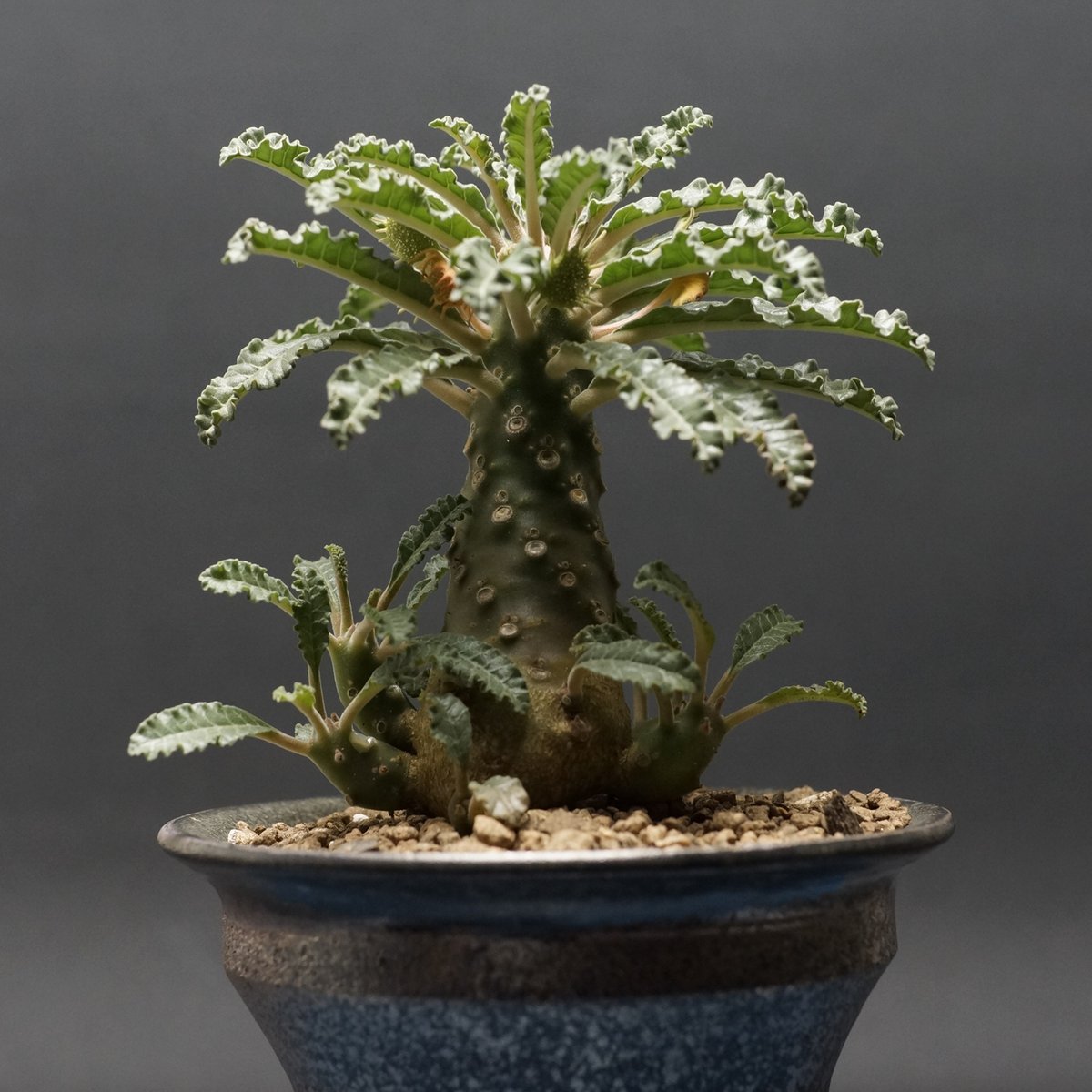 Dorstenia lavrani