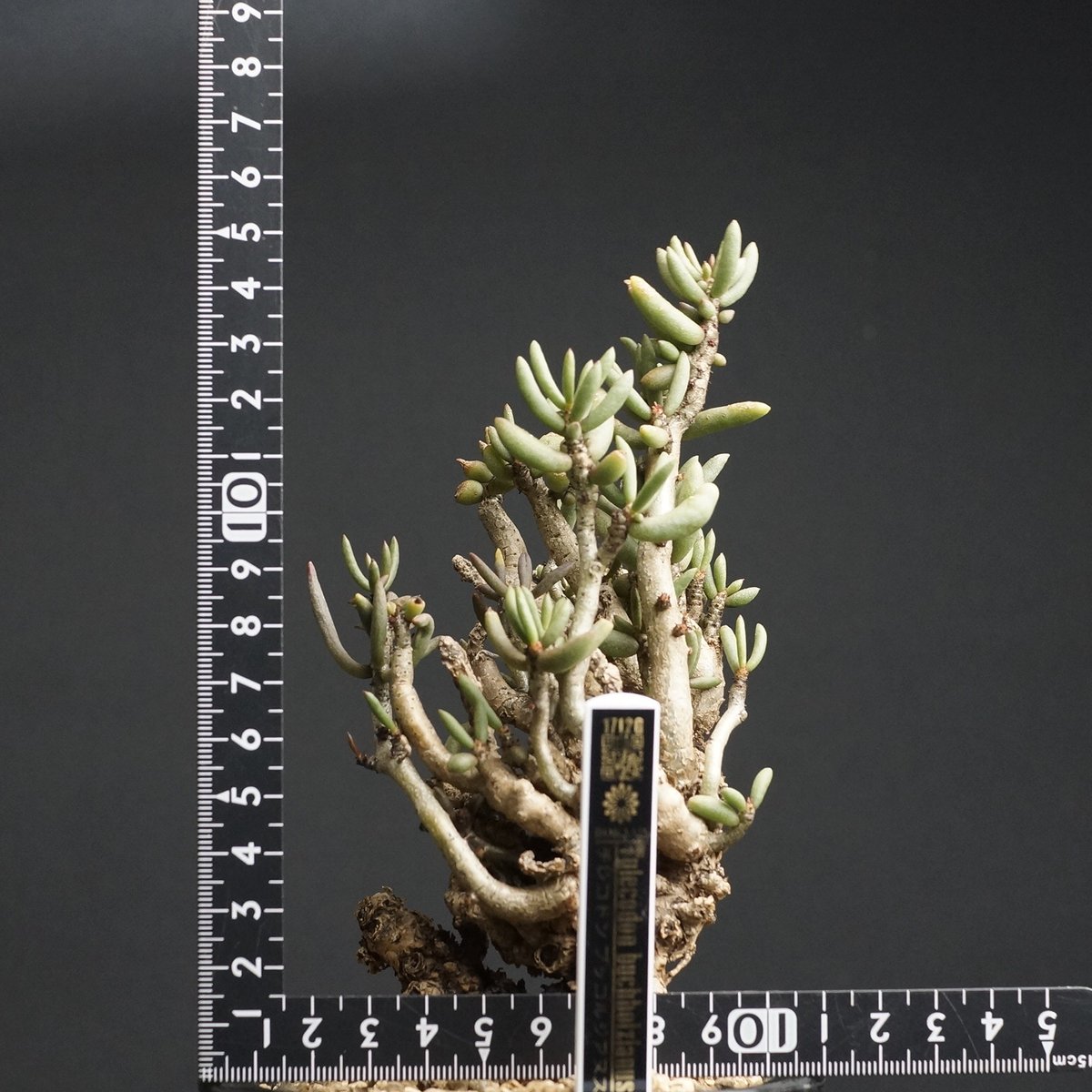 Tylecodon buchholzianus