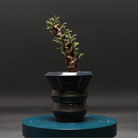 センナメリディオナリス | STORES