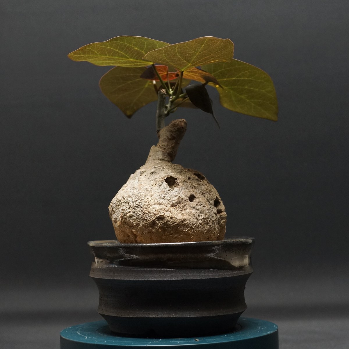 Adenia stylosa
